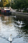 Thetford  - Swans in Town 